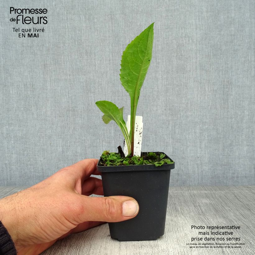 Aster tataricus Jindai Maceta de 8/9 cm Ejemplar entregado en la primavera