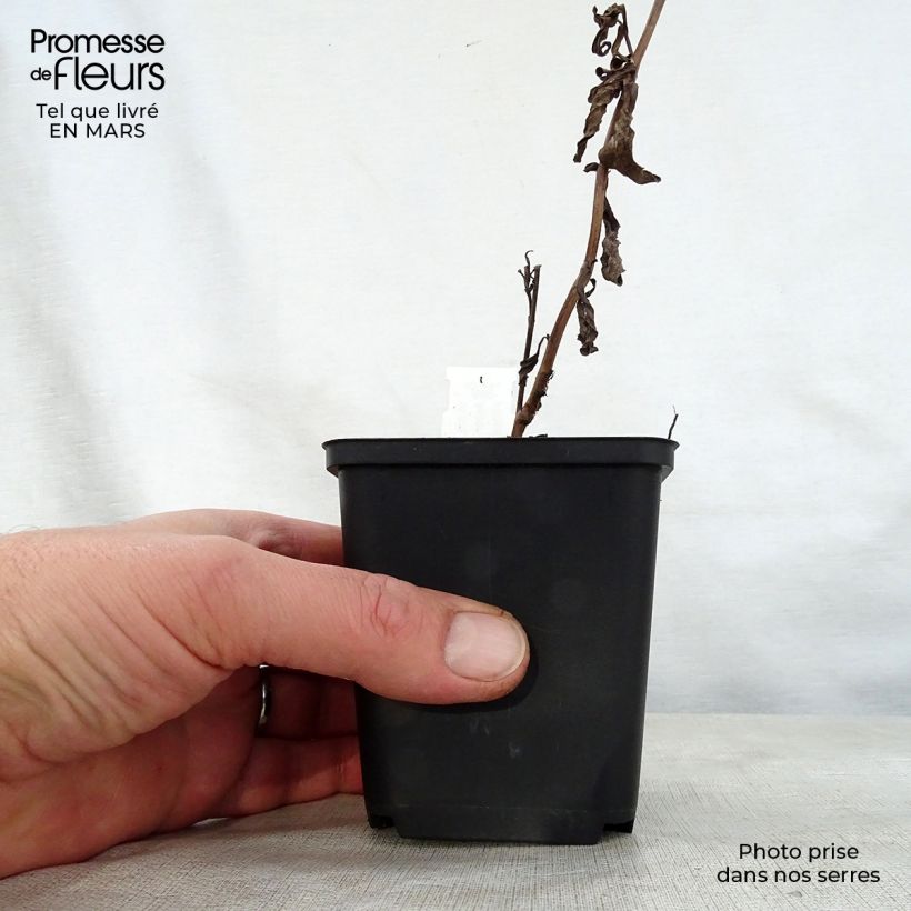 Aster thomsonii Nanus Maceta de 8/9 cm Ejemplar entregado en la primavera