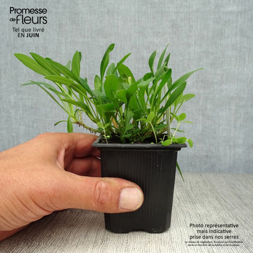 Ejemplar de Aster tongolensis Berggarten Maceta de 8/9 cm entregado en verano
