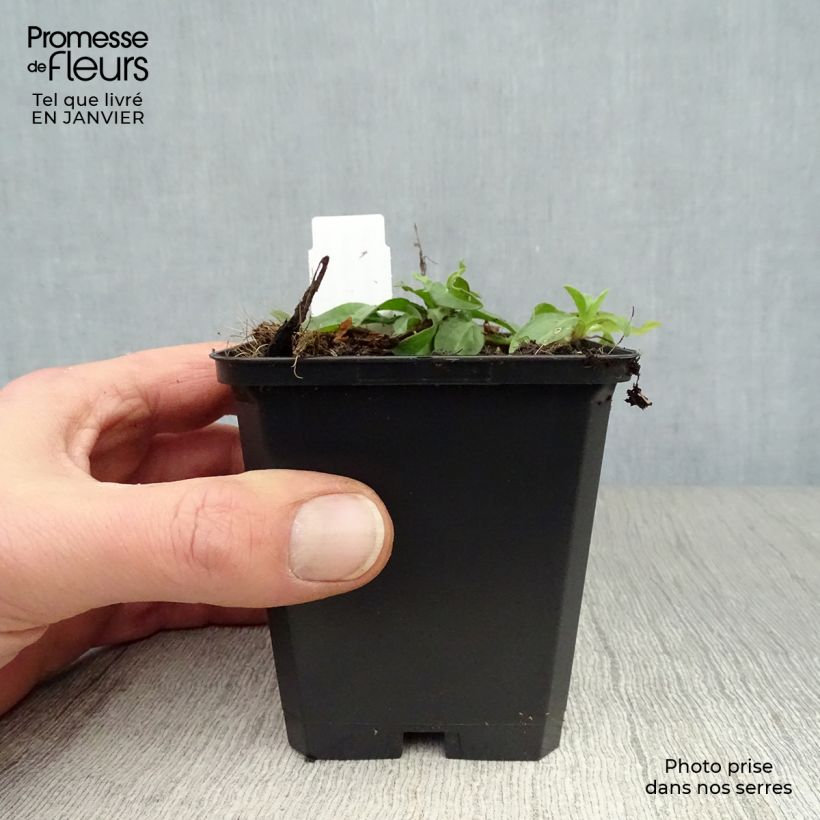 Aster tongolensis Berggarten Maceta de 8/9 cm Ejemplar entregado en invierno