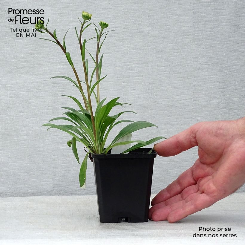 Aster tongolensis Berggarten Maceta de 8/9 cm Ejemplar entregado en la primavera