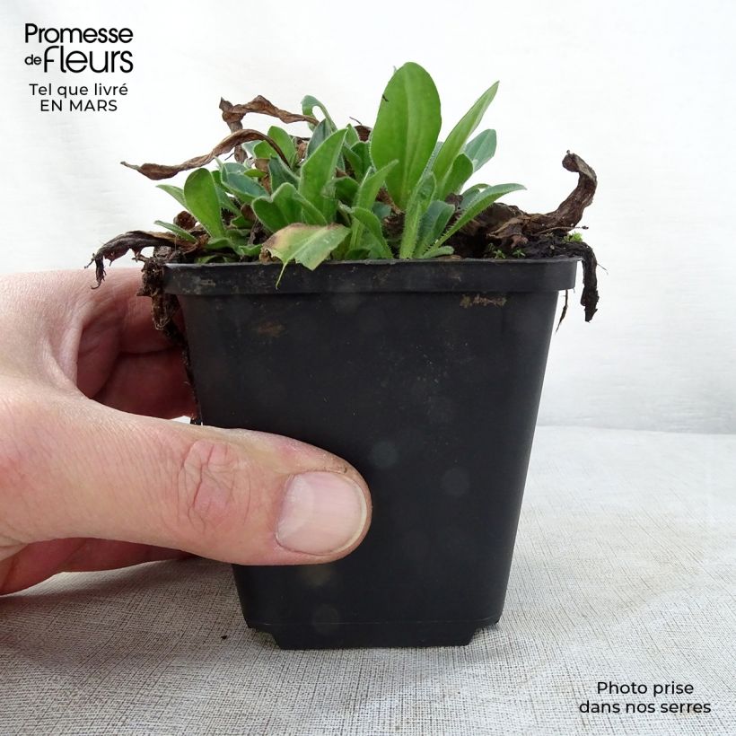 Aster tongolensis Wartburgstern Maceta de 8/9 cm Ejemplar entregado en la primavera