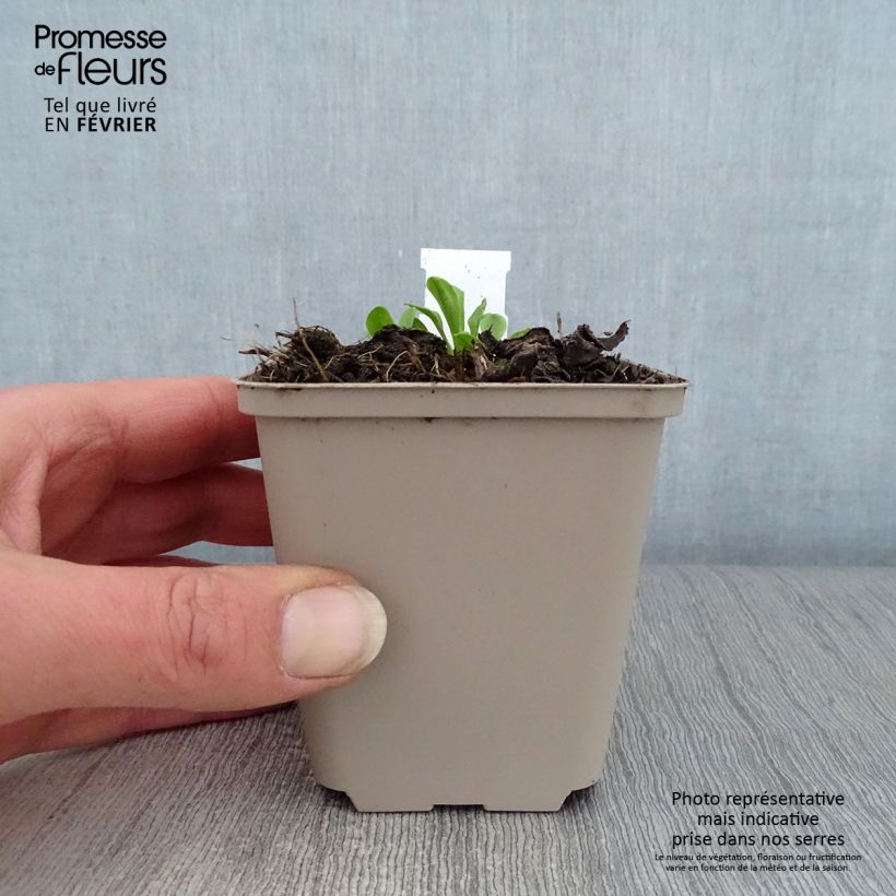 Aster tongolensis Wartburgstern Maceta de 8/9 cm Ejemplar entregado en invierno