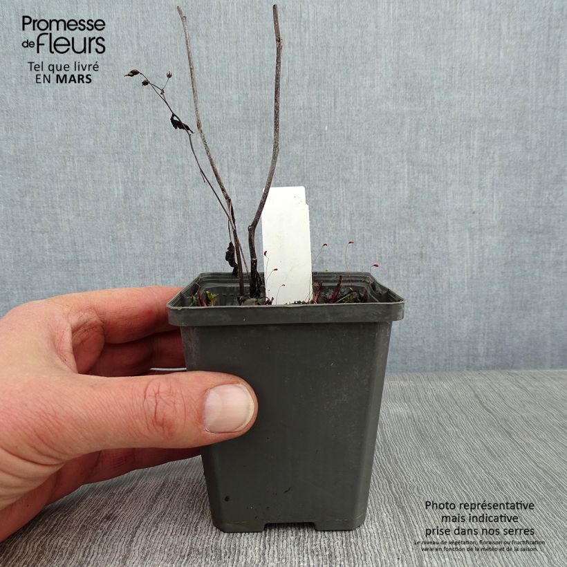 Aster tradescantii Maceta de 8/9 cm Ejemplar entregado en invierno