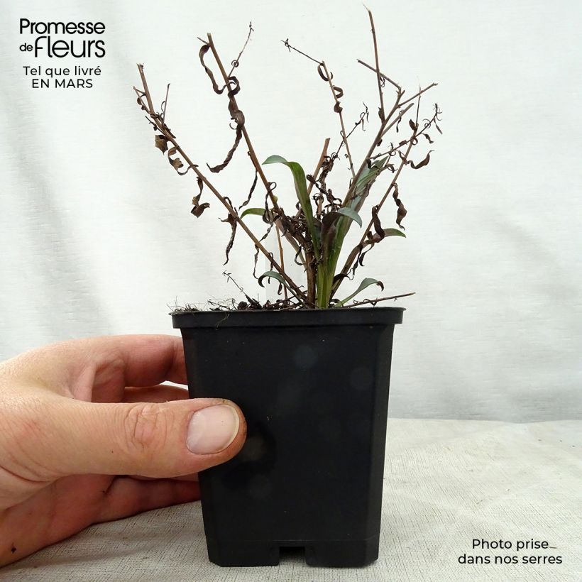 Aster turbinellus Maceta de 8/9 cm Ejemplar entregado en la primavera