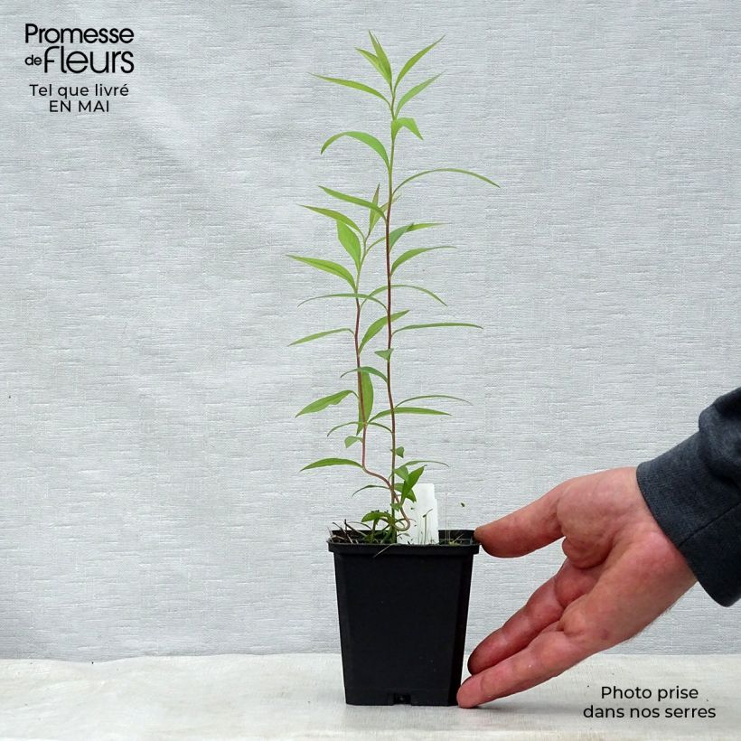 Aster umbellatus Weisser Schirm Maceta de 8/9 cm Ejemplar entregado en la primavera