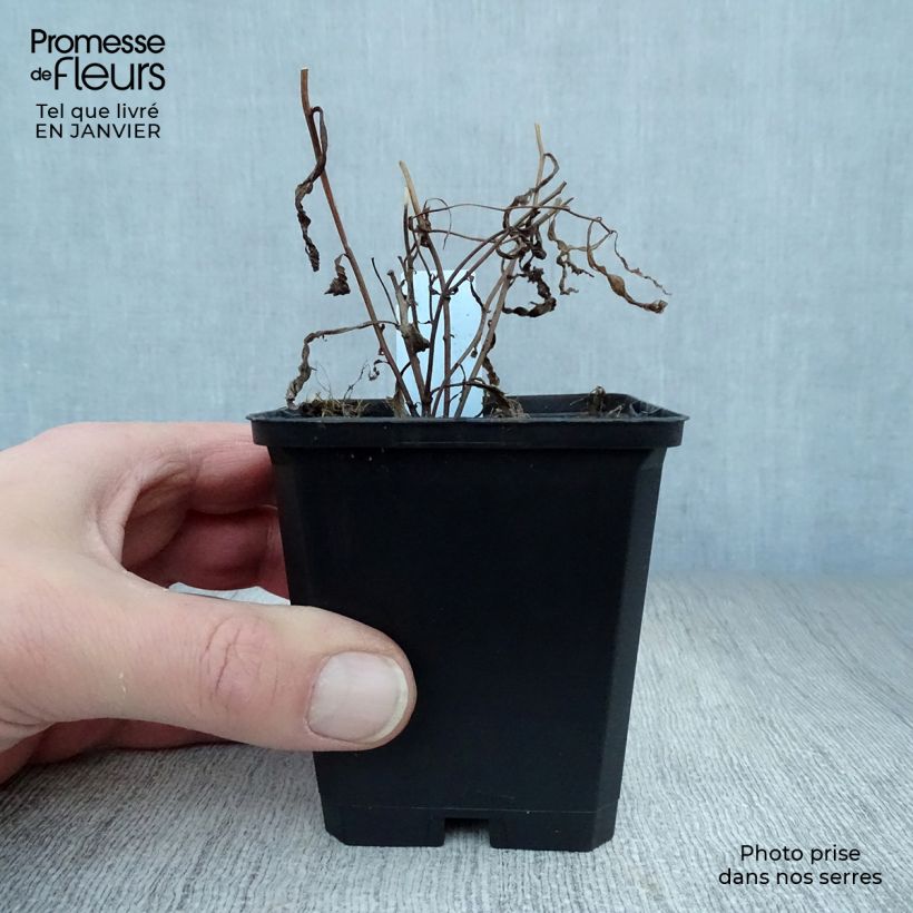 Aster umbellatus Weisser Schirm Maceta de 8/9 cm Ejemplar entregado en invierno