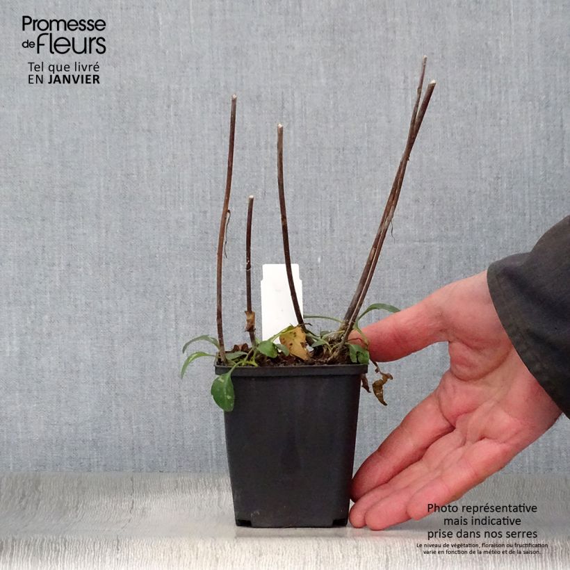 Aster versicolor Altweibersommer Maceta de 8/9 cm Ejemplar entregado en invierno