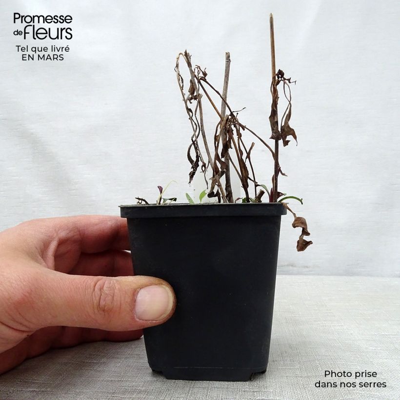 Aster versicolor Altweibersommer Maceta de 8/9 cm Ejemplar entregado en la primavera