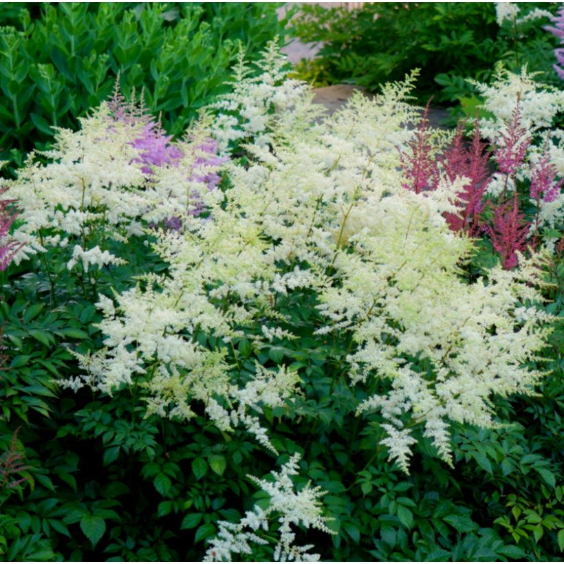 Astilbe Avalanche (Porte)