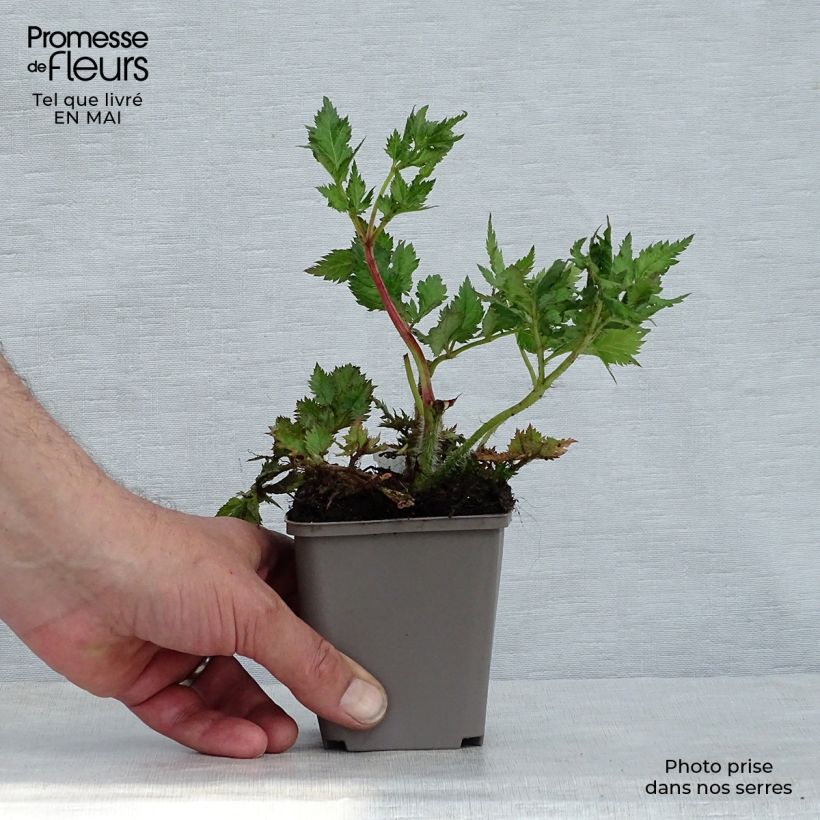 Espirea de pluma Purpurkerze- Astilbe Maceta de 8/9 cm Ejemplar entregado en la primavera