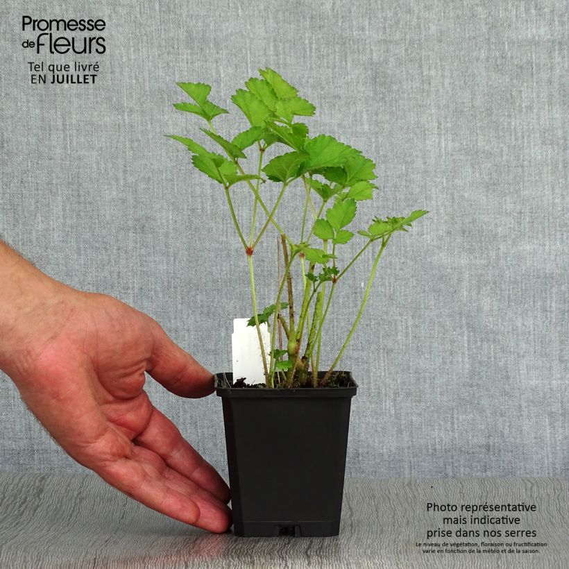 Ejemplar de Espirea de pluma Purpurkerze- Astilbe Maceta de 8/9 cm entregado en verano