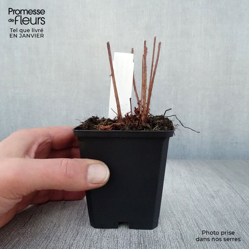 Espirea de pluma Purpurkerze- Astilbe Maceta de 8/9 cm Ejemplar entregado en invierno