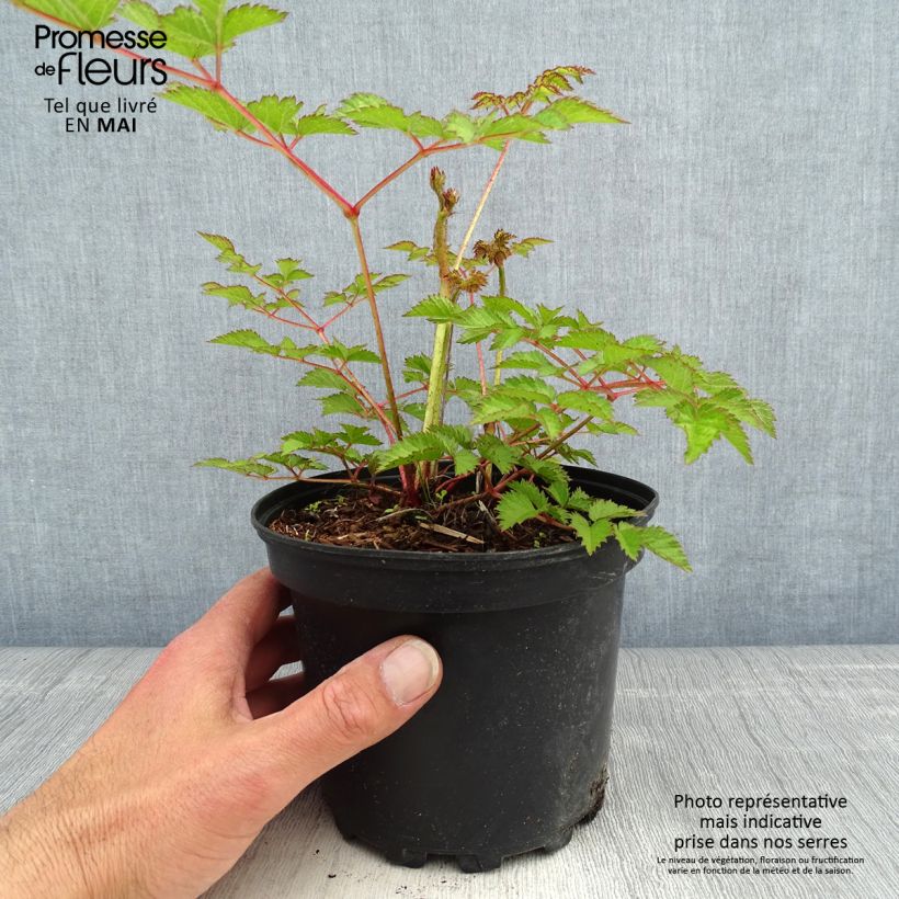 Espirea de pluma Purpurkerze- Astilbe Maceta 2L/3L Ejemplar entregado en la primavera