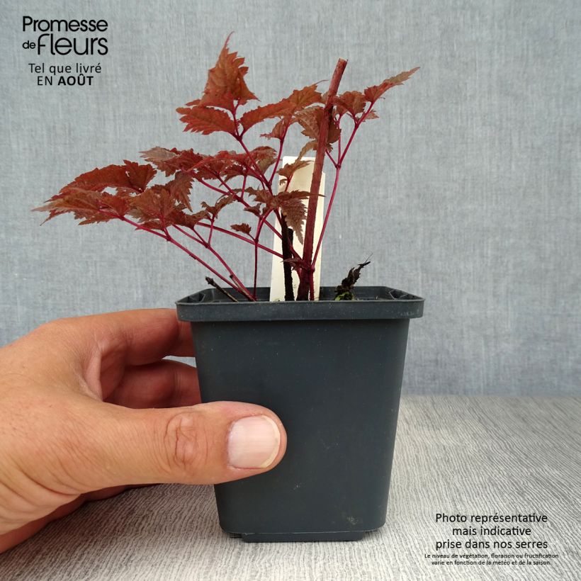 Ejemplar de Astilbe Chocolate Shogun Maceta de 8/9 cm entregado en verano