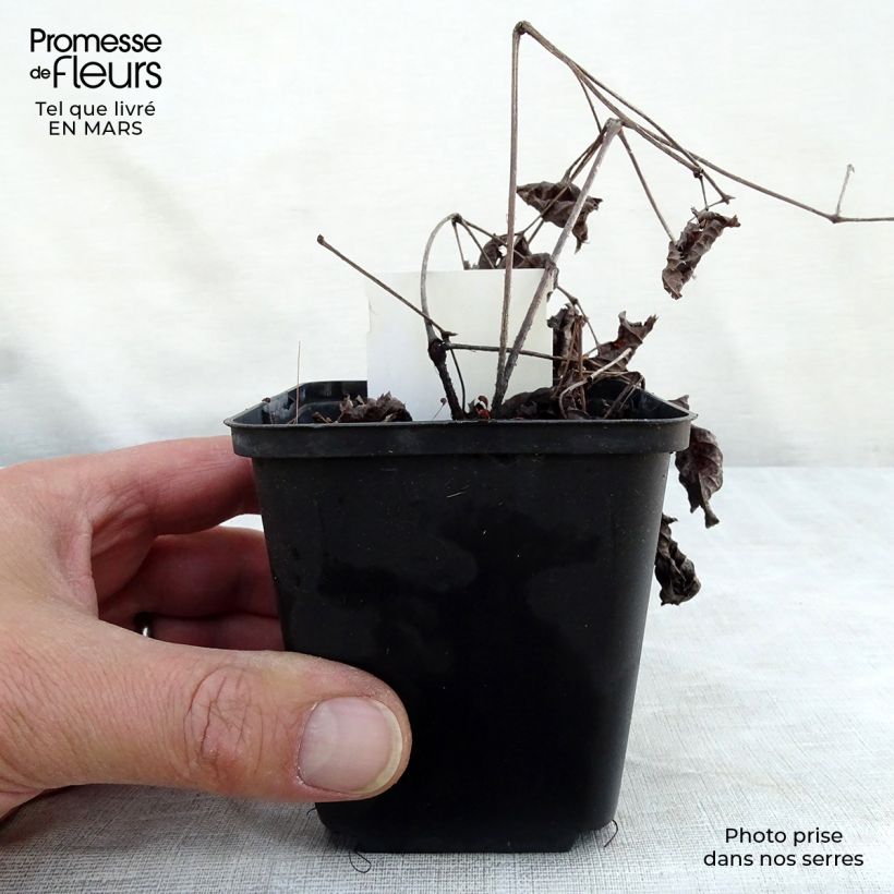 Astilbe Chocolate Shogun Maceta de 8/9 cm Ejemplar entregado en la primavera