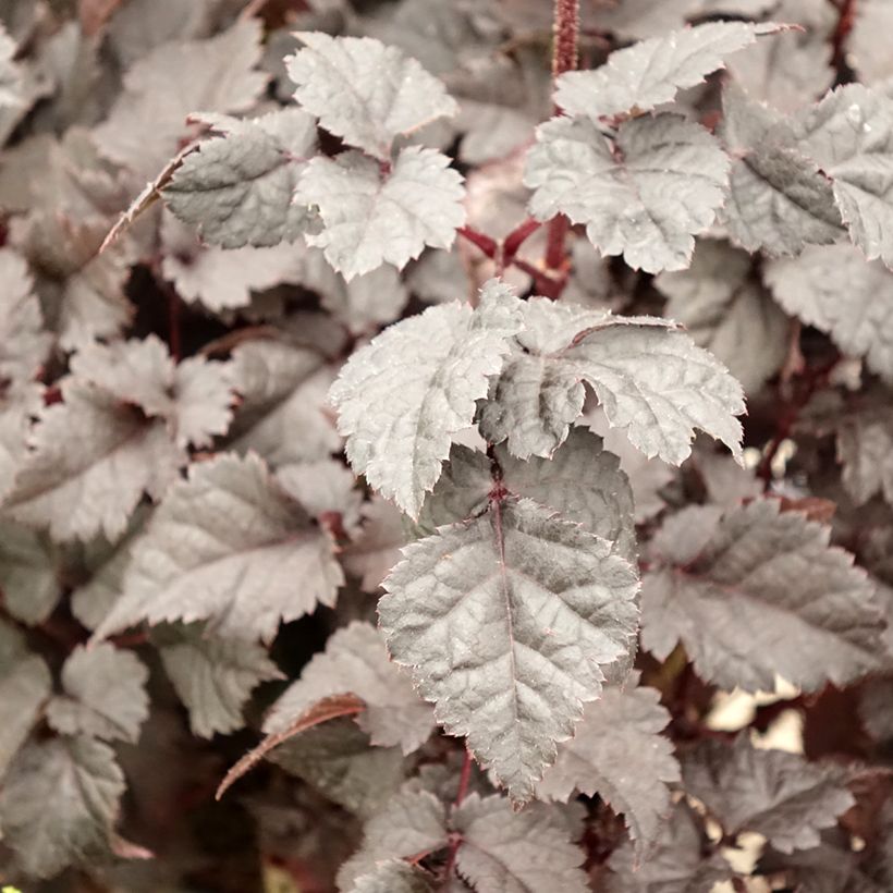 Astilbe chinensis Darkside Of The Moon (Follaje)