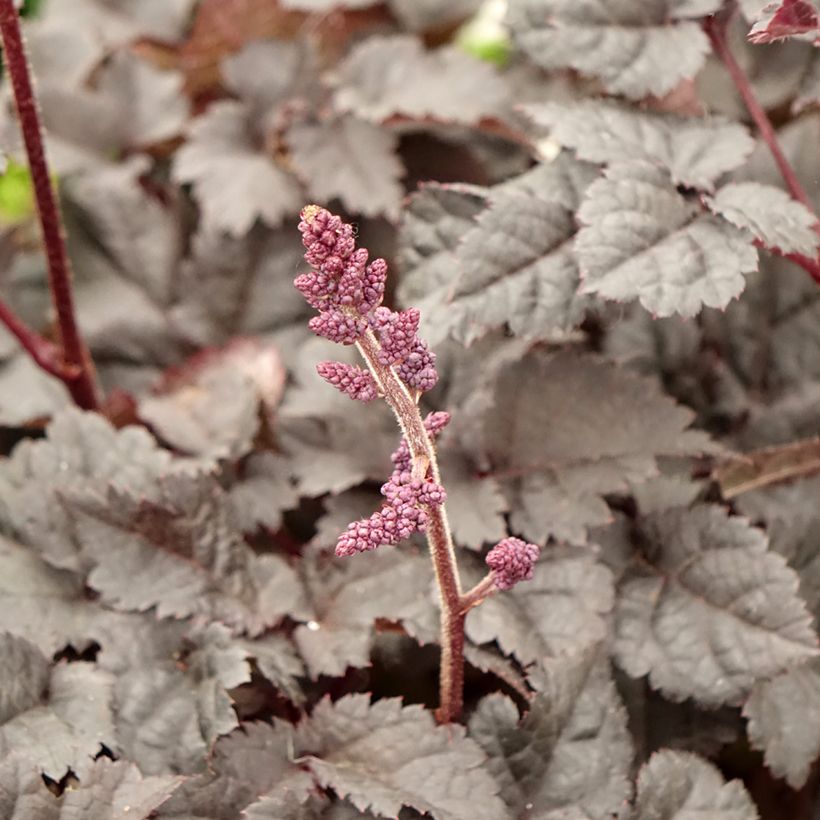 Astilbe chinensis Darkside Of The Moon (Floración)