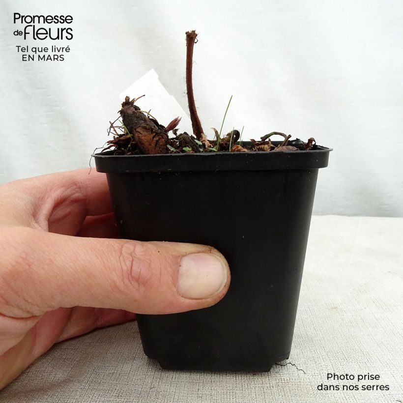 Astilbe thunbergii Professor van der Wielen Maceta de 8/9 cm Ejemplar entregado en la primavera