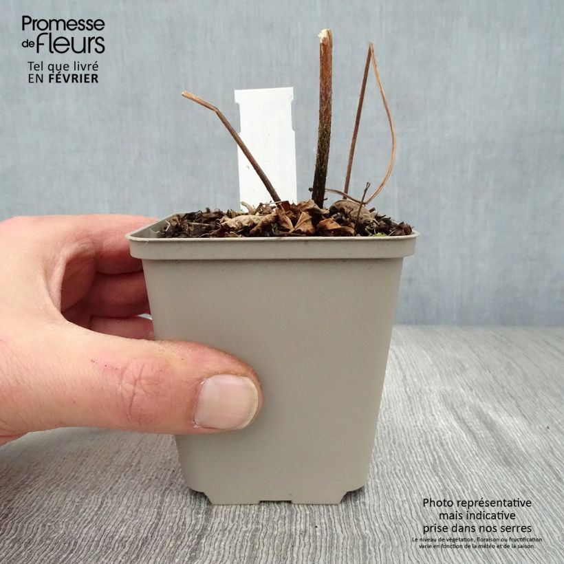 Astilbe thunbergii Professor van der Wielen Maceta de 8/9 cm Ejemplar entregado en invierno