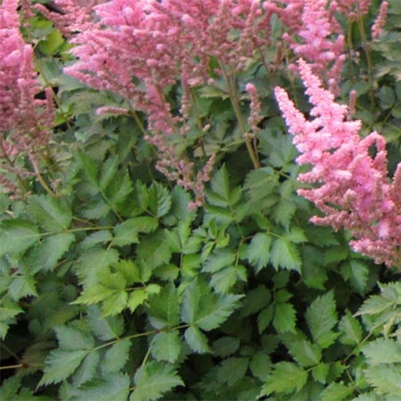 Espirea de pluma Vision in Pink- Astilbe (Follaje)