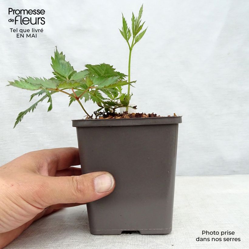 Espirea de pluma Vision in Pink- Astilbe Maceta de 8/9 cm Ejemplar entregado en la primavera