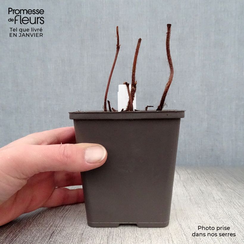 Espirea de pluma Vision in Pink- Astilbe Maceta de 8/9 cm Ejemplar entregado en invierno