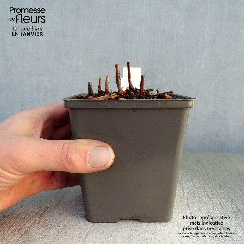 Espirea de pluma Vision in Red- Astilbe Maceta de 8/9 cm Ejemplar entregado en invierno