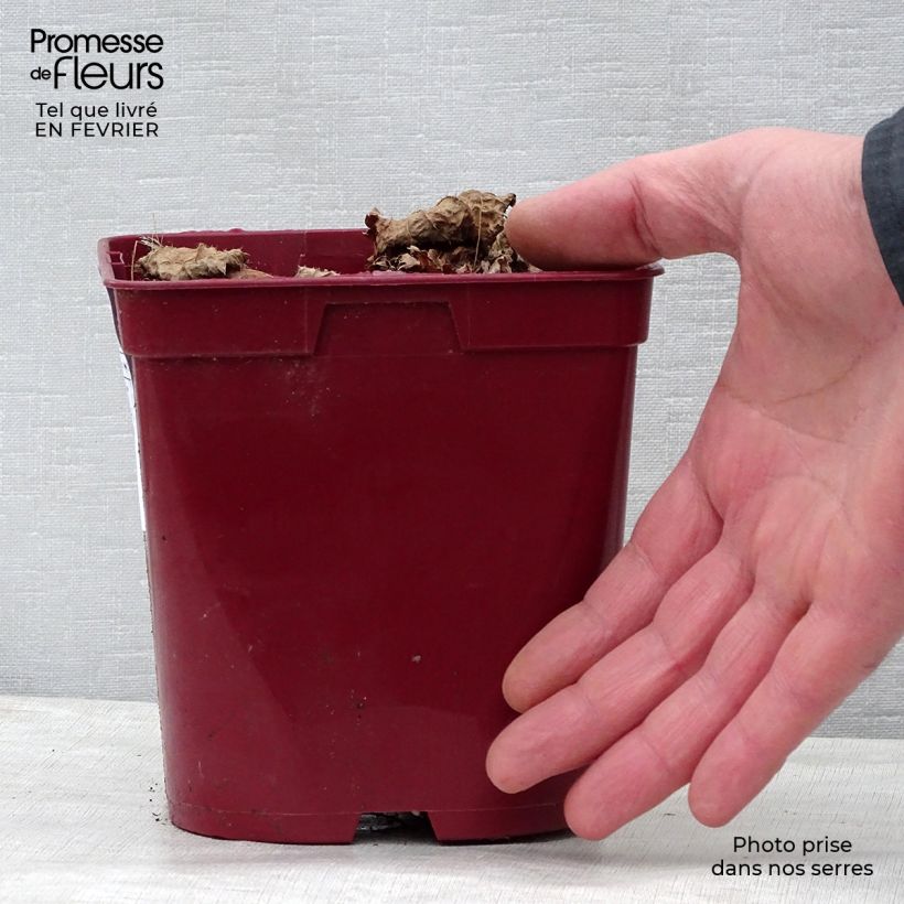 Espirea de pluma Vision in Red- Astilbe Maceta 2L/3L Ejemplar entregado en invierno