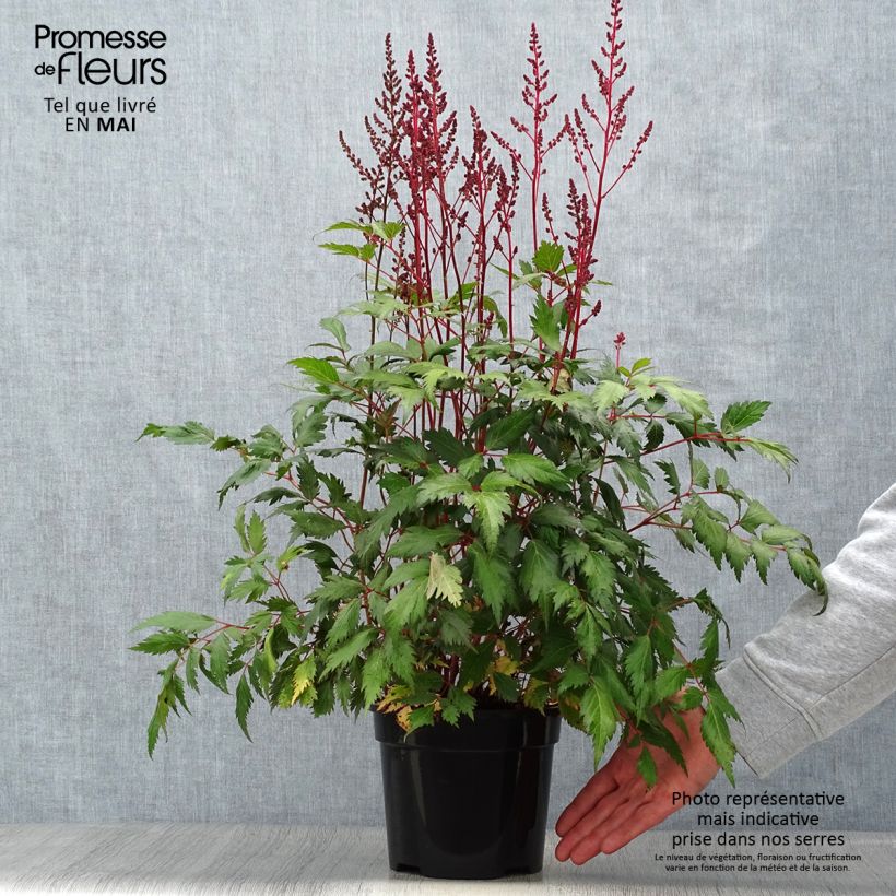 Espirea de pluma Vision in Red- Astilbe Maceta 2L/3L Ejemplar entregado en la primavera