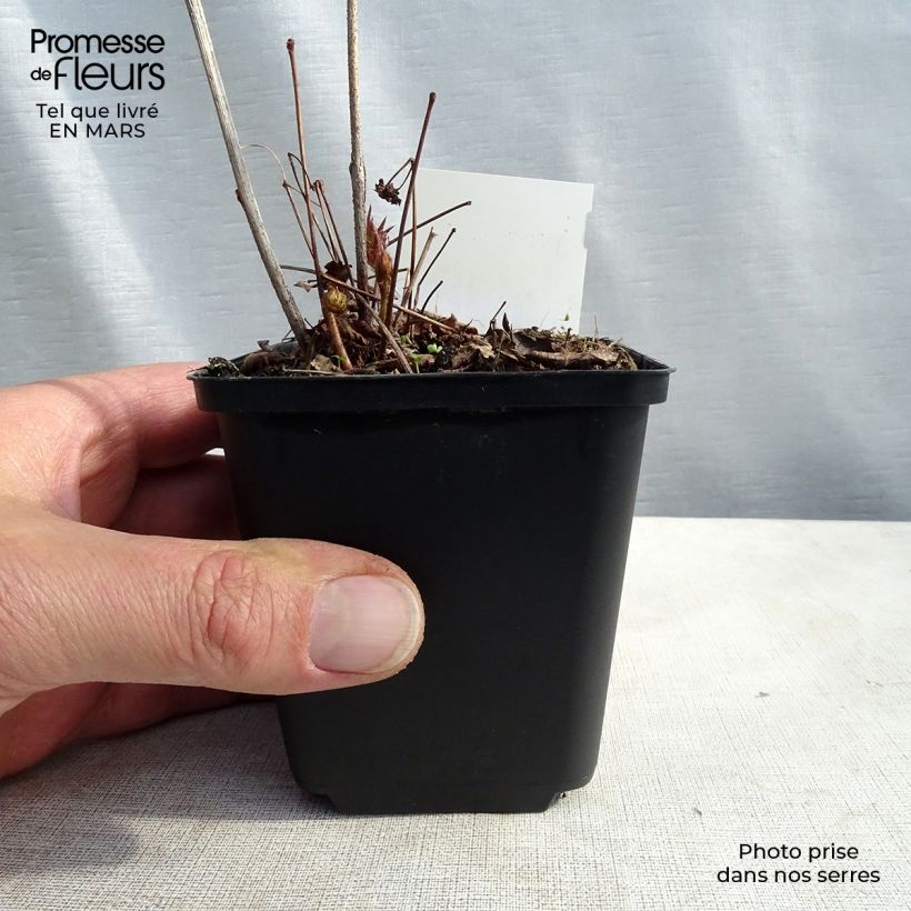 Espirea de pluma Washington Maceta de 8/9 cm Ejemplar entregado en invierno