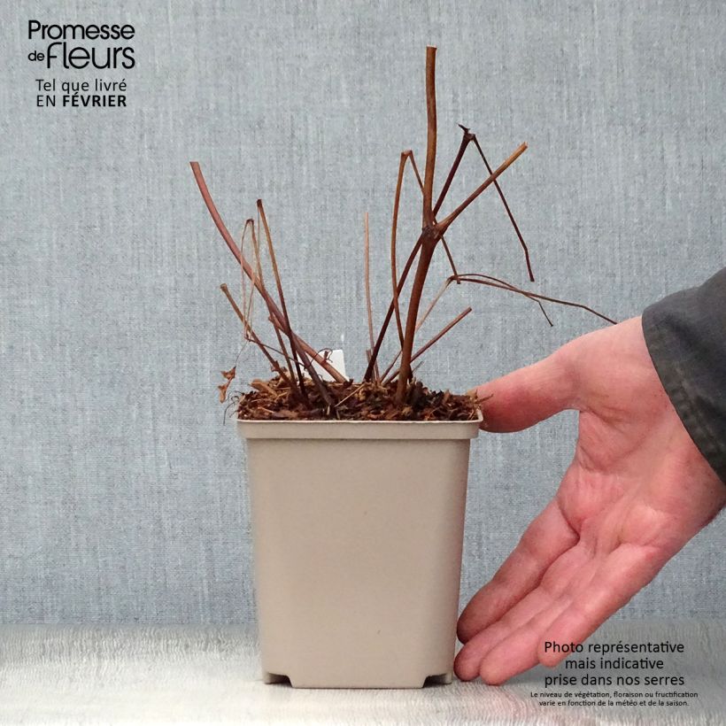 Espirea de pluma Amethyst - Astilbe Maceta de 8/9 cm Ejemplar entregado en invierno