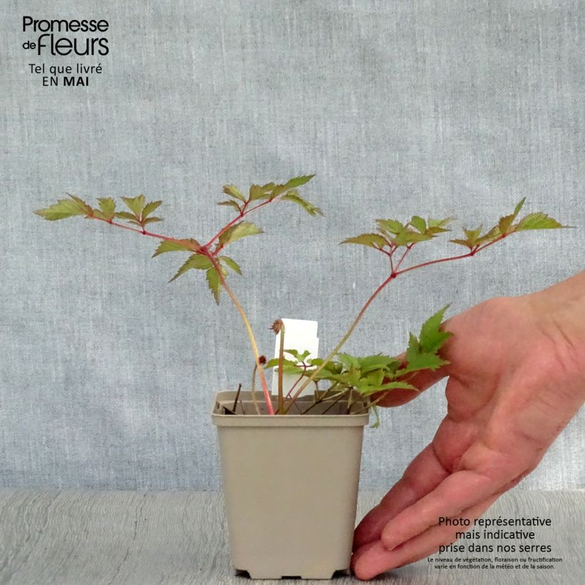 Espirea de pluma Amethyst - Astilbe Maceta de 8/9 cm Ejemplar entregado en la primavera