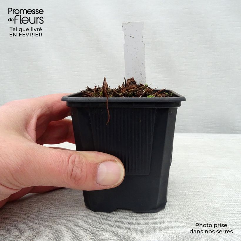 Espirea de pluma Anita Pfeiffer - Astilbe Maceta de 8/9 cm Ejemplar entregado en invierno