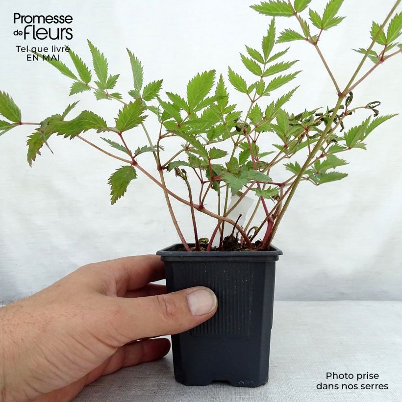 Espirea de pluma Anita Pfeiffer - Astilbe Maceta de 8/9 cm Ejemplar entregado en la primavera