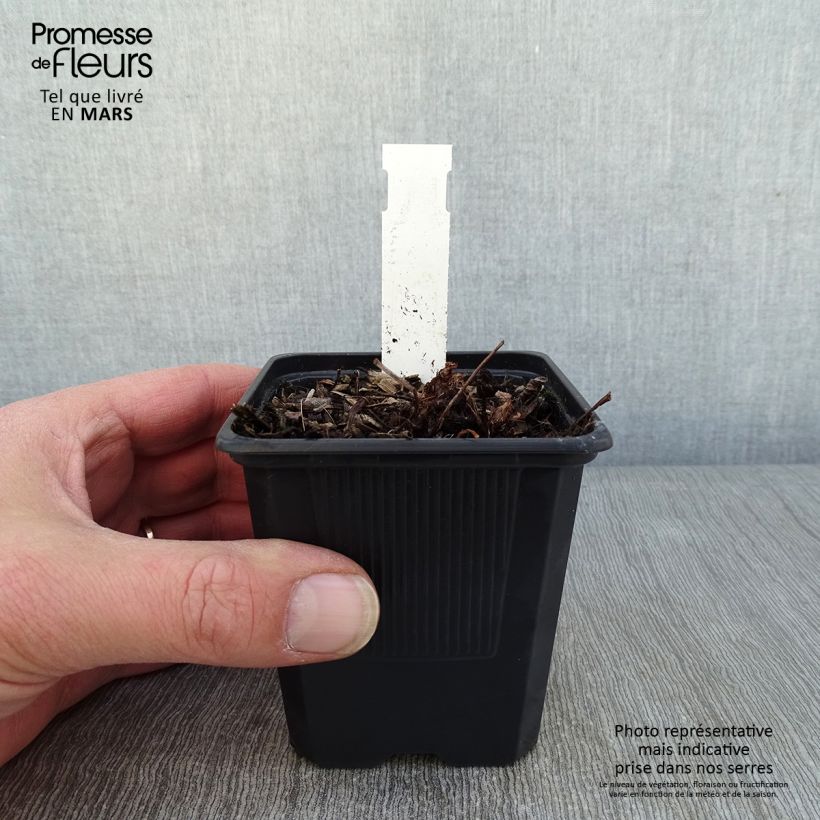 Espirea de pluma Color Flash Lime - Astilbe Maceta de 8/9 cm Ejemplar entregado en invierno