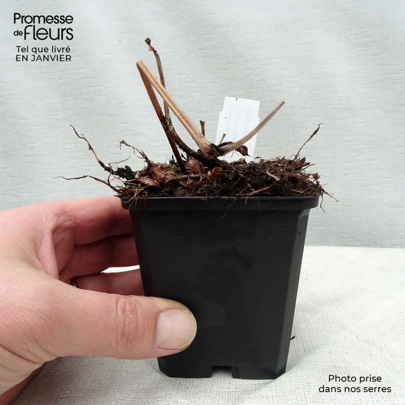 Espirea de pluma Brautschleier - Astilbe Maceta de 8/9 cm Ejemplar entregado en invierno