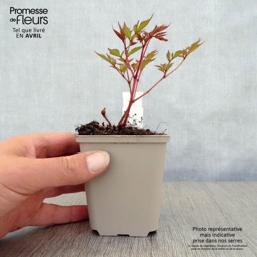 Espirea de pluma Brautschleier - Astilbe Maceta de 8/9 cm Ejemplar entregado en la primavera