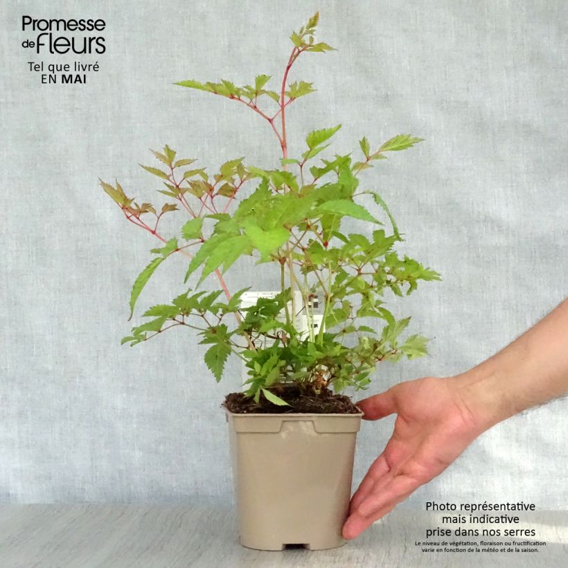Espirea de pluma Brautschleier - Astilbe Maceta 2L/3L Ejemplar entregado en la primavera