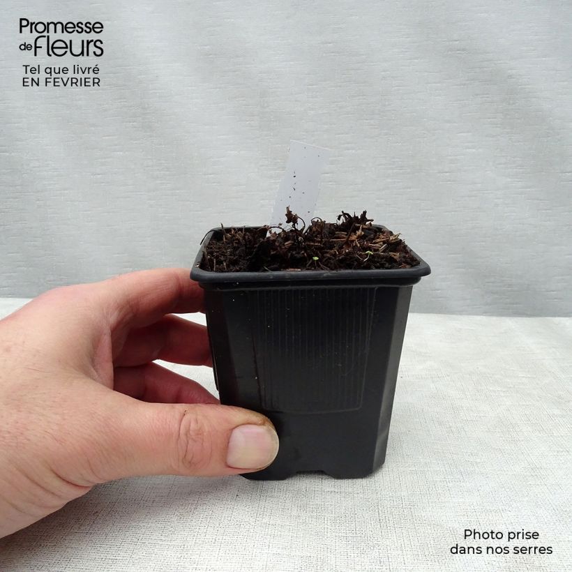 Espirea de pluma Bumalda - Astilbe Maceta de 8/9 cm Ejemplar entregado en invierno