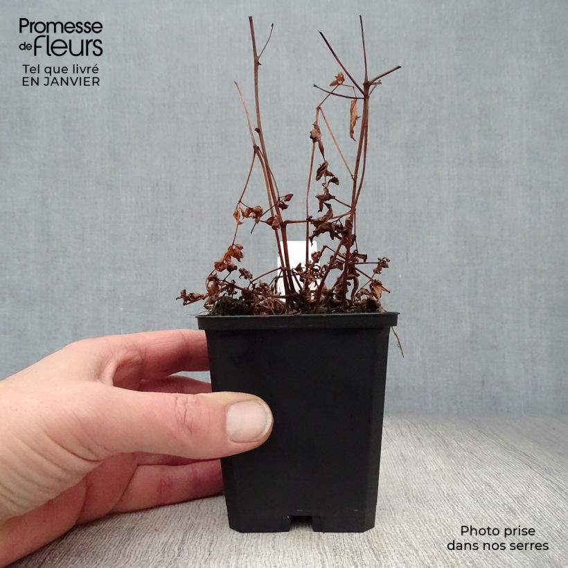 Espirea de pluma Cattleya - Astilbe Maceta de 8/9 cm Ejemplar entregado en invierno