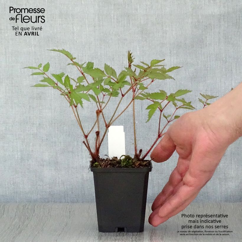 Espirea de pluma Cattleya - Astilbe Maceta de 8/9 cm Ejemplar entregado en la primavera