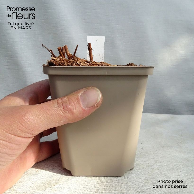 Espirea de pluma Colour Flash - Astilbe Maceta de 8/9 cm Ejemplar entregado en invierno