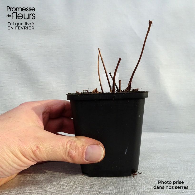 Espirea de pluma Diamant - Astilbe Maceta de 8/9 cm Ejemplar entregado en invierno