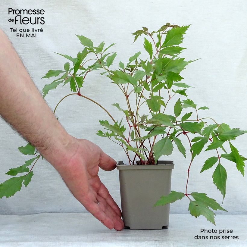 Espirea de pluma Diamant - Astilbe Maceta de 8/9 cm Ejemplar entregado en la primavera