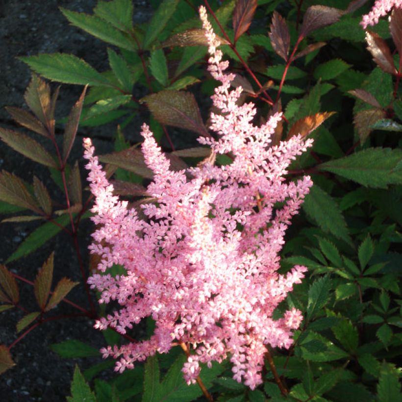 Espirea de pluma Erika - Astilbe (Floración)