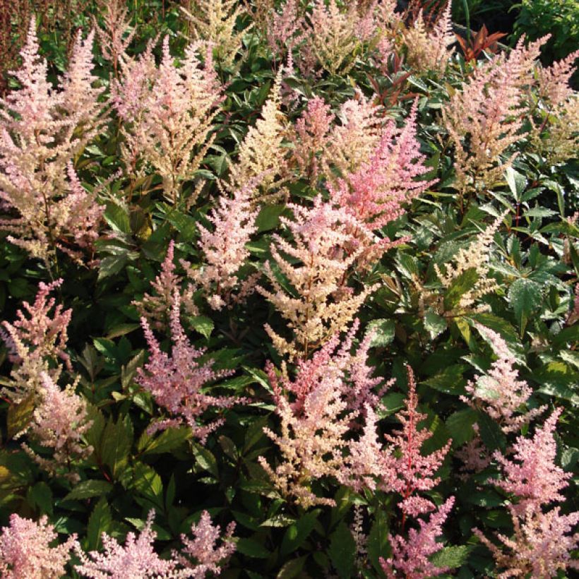 Espirea de pluma Erika - Astilbe (Porte)
