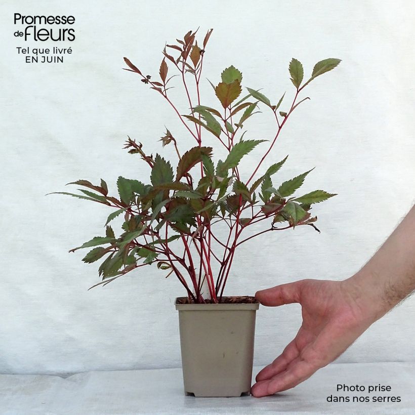 Ejemplar de Espirea de pluma Erika - Astilbe Maceta de 8/9 cm entregado en verano