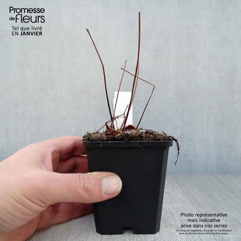 Espirea de pluma Erika - Astilbe Maceta de 8/9 cm Ejemplar entregado en invierno