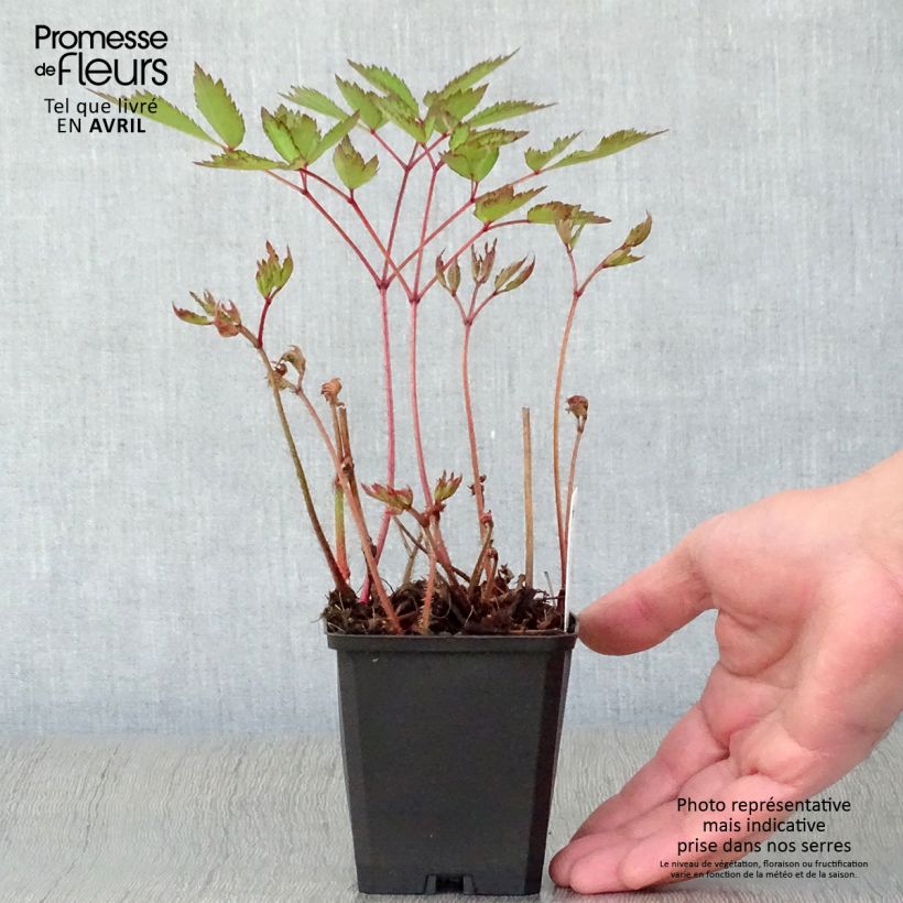 Espirea de pluma Erika - Astilbe Maceta de 8/9 cm Ejemplar entregado en la primavera